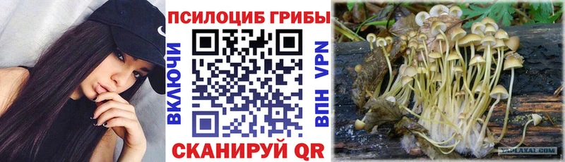OMG   Ачхой-Мартан  Галлюциногенные грибы Cubensis 